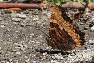 Karaa�a� Nimfalisi&nbsp;(Inachis&nbsp;polychloros)