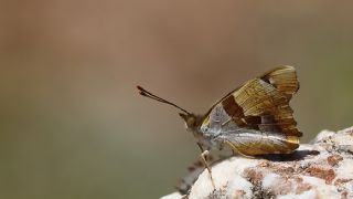 Anadolu ehzadesi (Thaleropis ionia)