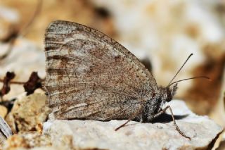 Kk Esmerperi (Hyponephele lycaon)