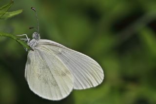 Narin Orman Beyaz (Leptidea sinapis)