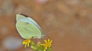 Byk Beyazmelek  (Pieris brassicae)