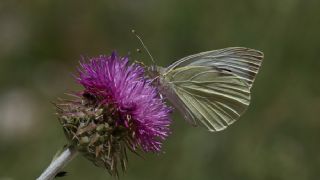 Byk Beyazmelek  (Pieris brassicae)