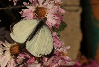 B�y�k Beyazmelek &nbsp;(Pieris&nbsp;brassicae)