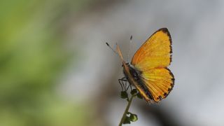 Alev Ategzeli (Lycaena kefersteinii)