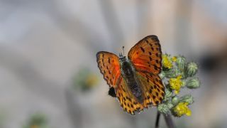 Alev Ategzeli (Lycaena kefersteinii)