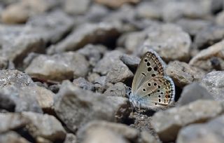 Anadolu Turan Mavisi (Turanana panagaea)