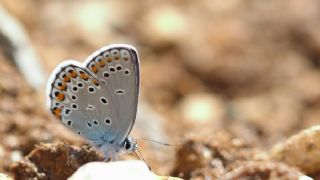 Anadolu Esmergz (Plebejus modicus)