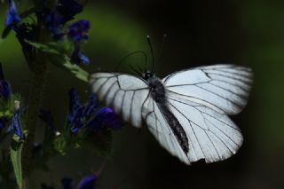 Al Beyaz (Aporia crataegi)