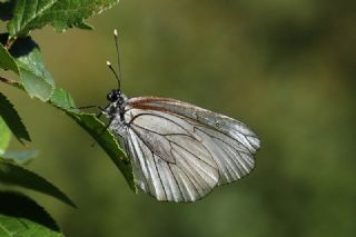 Al Beyaz (Aporia crataegi)