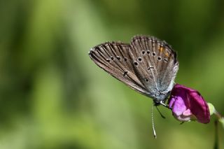 �okg�zl� G�zel Mavi&nbsp;(Polyommatus&nbsp;bellis)