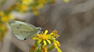 Kk Beyazmelek (Pieris rapae)