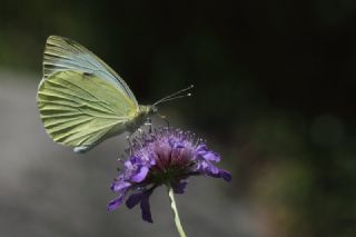 Byk Beyazmelek  (Pieris brassicae)