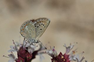 okgzl Kk Turan Mavisi (Polyommatus cornelius)