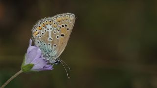 okgzl Geranium Mavisi (Aricia eumedon)