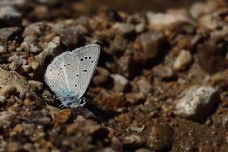 okgzl figenya (Polyommatus iphigenia)