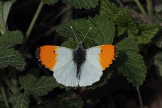 Turuncu Ssl (Anthocharis cardamines)