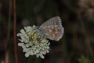 okgzl Anadolu illi Mavisi (Polyommatus ossmar)