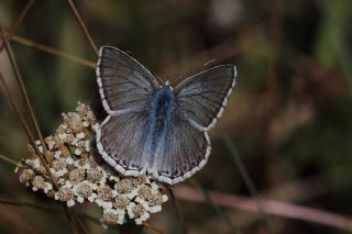 okgzl Anadolu illi Mavisi (Polyommatus ossmar)