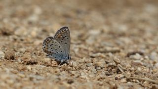 Anadolu Esmergz (Plebejus modicus)