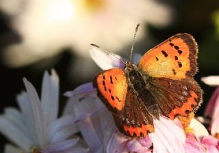 Benekli Bak�r G�zeli&nbsp;(Lycaena&nbsp;phlaeas)