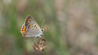 Benekli Bakr Gzeli (Lycaena phlaeas)