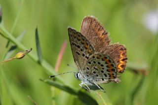 �das Mavisi, Esmerg�z&nbsp;(Plebejus&nbsp;idas)
