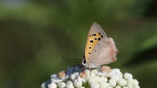 Benekli Bakr Gzeli (Lycaena phlaeas)