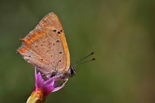 Benekli Bakr Gzeli (Lycaena phlaeas)