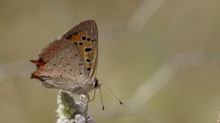 Benekli Bakr Gzeli (Lycaena phlaeas)