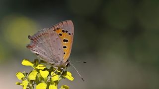 Benekli Bakr Gzeli (Lycaena phlaeas)