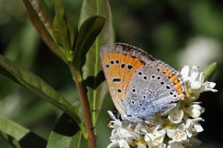 Byk Bakr Gzeli (Lycaena dispar)