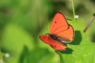 B�y�k Bak�r G�zeli&nbsp;(Lycaena&nbsp;dispar)