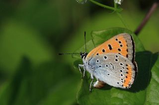B�y�k Bak�r G�zeli&nbsp;(Lycaena&nbsp;dispar)