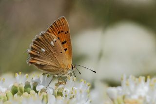 Orman Bakr Gzeli (Lycaena virgaureae)