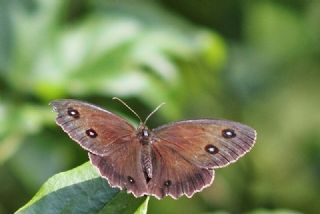 Kara Hayalet (Minois dryas)