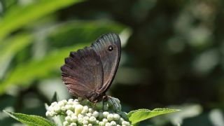 Kara Hayalet (Minois dryas)