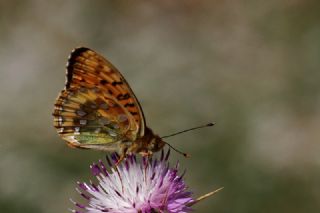 G�zel �nci&nbsp;(Argynnis&nbsp;aglaja)
