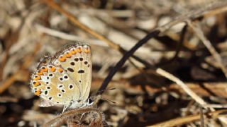 okgzl Balkan Mavisi (Aricia anteros )