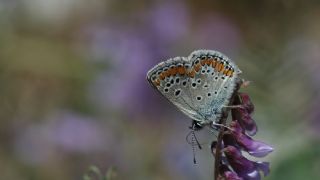 okgzl Balkan Mavisi (Aricia anteros )