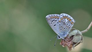 okgzl Balkan Mavisi (Aricia anteros )