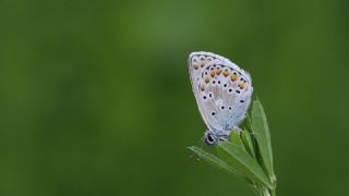 �okg�zl� Balkan Mavisi&nbsp;(Aricia&nbsp;anteros )