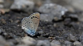 Anadolu Karagz Mavisi (Glaucopsyche astraea)