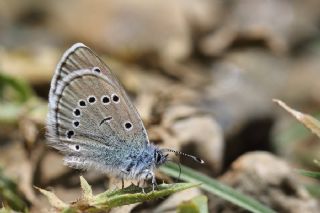 Anadolu Karagz Mavisi (Glaucopsyche astraea)