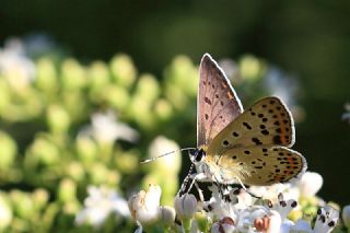sli Bakr Gzeli (Lycaena tityrus)