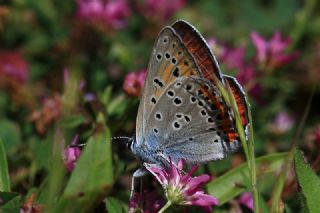 B�y�k Mor Bak�r G�zeli&nbsp;(Lycaena&nbsp;alciphron)