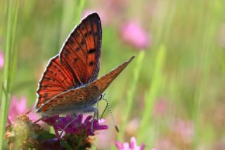 B�y�k Mor Bak�r G�zeli&nbsp;(Lycaena&nbsp;alciphron)