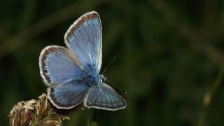 �okg�zl� Yalanc� Eros&nbsp;(Polyommatus&nbsp;eroides)