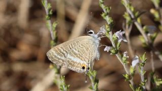 Lampides (Lampides boeticus)