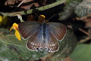 Lampides (Lampides boeticus)