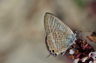 Lampides (Lampides boeticus)